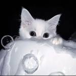 Vyronix Profile Picture